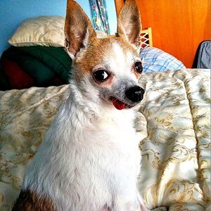 Meet your Posher, Shannon